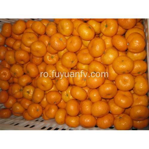 Calitatea standard de export a mandarinei proaspete pentru bebeluși